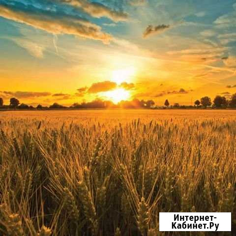 Участок СНТ, ДНП 1020 сот. на продажу в Ялге Ялга - изображение 1