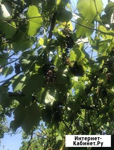 Участок СНТ, ДНП 5 сот. на продажу в Сочи Сочи - изображение 1