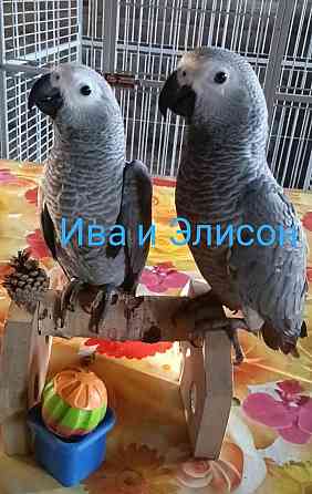 Жако птенцы говорящие выкормыши от заводчика Нижний Новгород