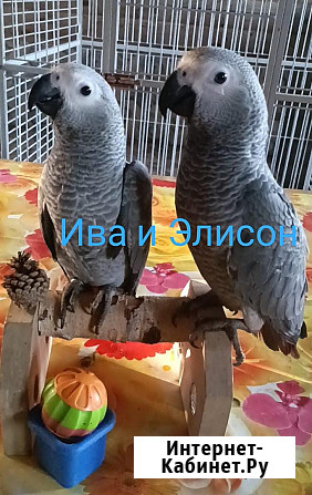 Жако птенцы говорящие выкормыши от заводчика Нижний Новгород - изображение 1