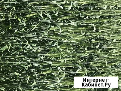 Семена озимой пшеницы сорт Донская Степь ЭС Зерноград - изображение 1