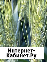 Семена пшеницы озимой Аксинья, Аскет, Вольница, Вольный Дон, Донская Степь, Донская Юбилейная Зерноград - изображение 1