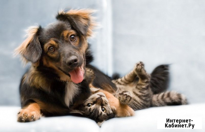 Ветеринарная вызывная служба Динго Москва - изображение 1