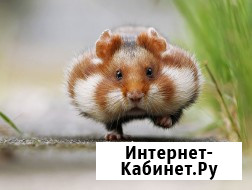 Ветеринар к Вам на дом Санкт-Петербург - изображение 1