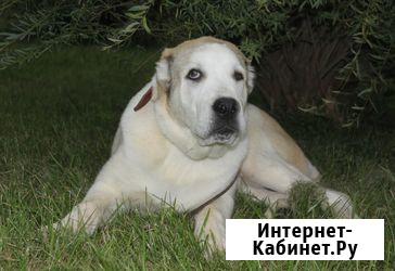 Щенки среднеазиатской овчарки от проверенного производителя Раменское - изображение 3