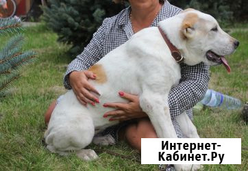 Щенки среднеазиатской овчарки от проверенного производителя Раменское - изображение 1