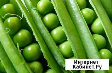 Семена австрийского гороха сорт ЭСО рс1  Зерноград - изображение 1