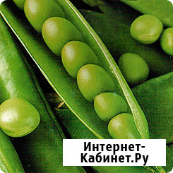 Семена гороха Усатый Кормовой ЭС Зерноград - изображение 1