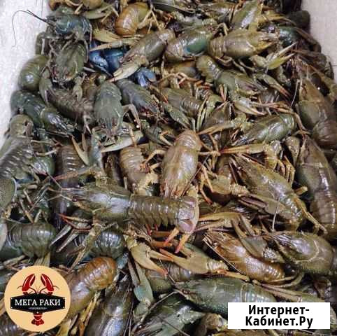 Живые раки. Свежий улов Мытищи - изображение 1