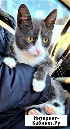 Красавчик котик хочет домой Великий Новгород - изображение 1