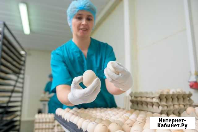 Сортировщики Вахта на 45/15 на Птицефабрике Красногорск - изображение 1