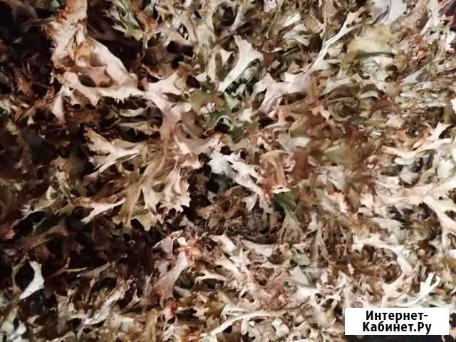 Мох Исландский Великий Новгород - изображение 1