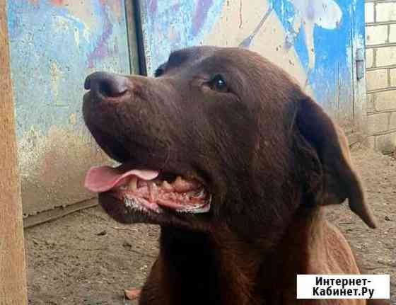 Лабрадор пара Ставрополь