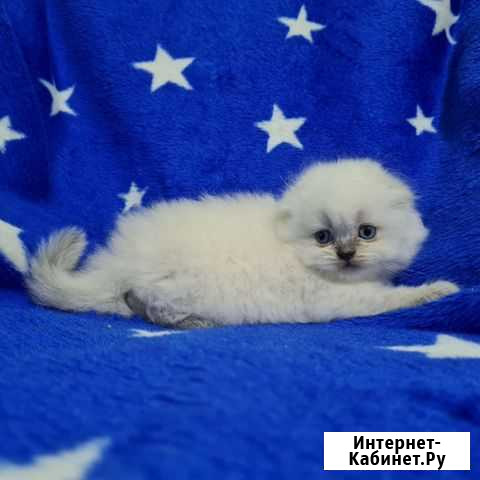 Шотландские котята Шахты - изображение 1