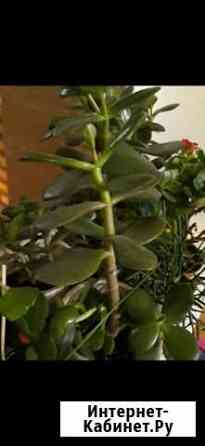 Толстянка, денежное дерево Набережные Челны