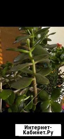 Толстянка, денежное дерево Набережные Челны - изображение 1