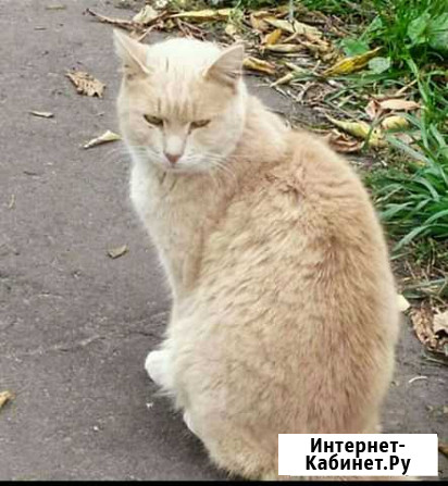 Красивый, очень умный кот ищет дом Саранск - изображение 1