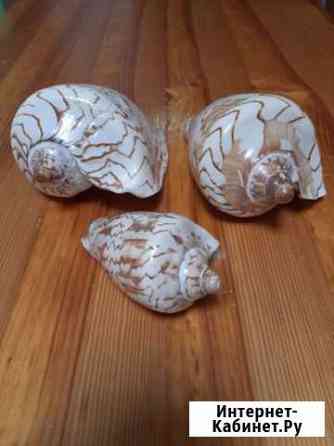 Ракушки Рязань