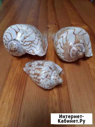 Ракушки Рязань - изображение 1