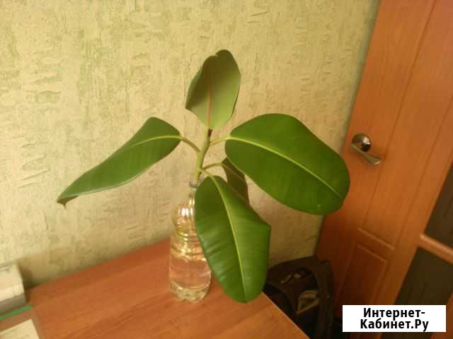 Фикус каучуковый Комсомольск-на-Амуре - изображение 1