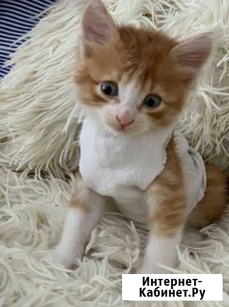 Котенок в добрые руки Красное - изображение 1