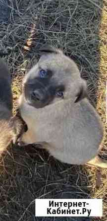 Щенки Ставрополь