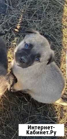 Щенки Ставрополь - изображение 1