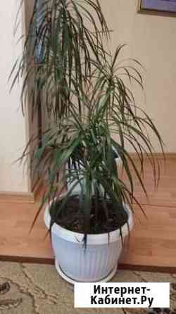 Драцена два деревца и монстера Иркутск