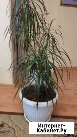 Драцена два деревца и монстера Иркутск - изображение 1