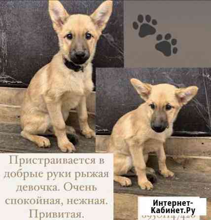Щенок Ангарск