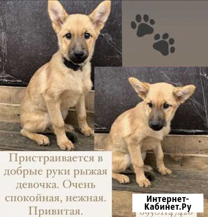 Щенок Ангарск - изображение 1