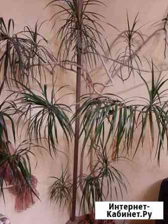 Драцена Калининград