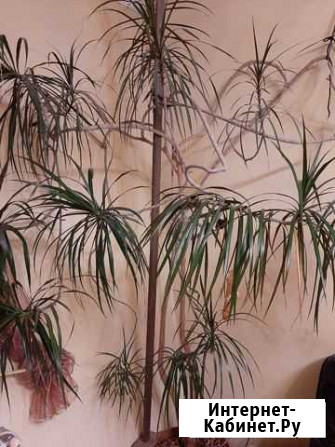 Драцена Калининград - изображение 1