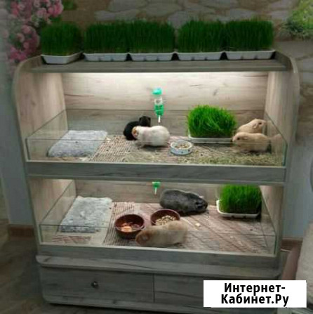 Стеллаж для морских свинок Армавир - изображение 1