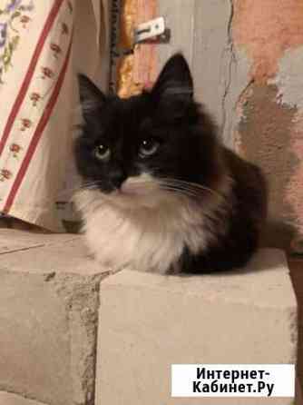 Котёнок в дар Воронеж