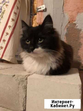 Котёнок в дар Воронеж - изображение 1