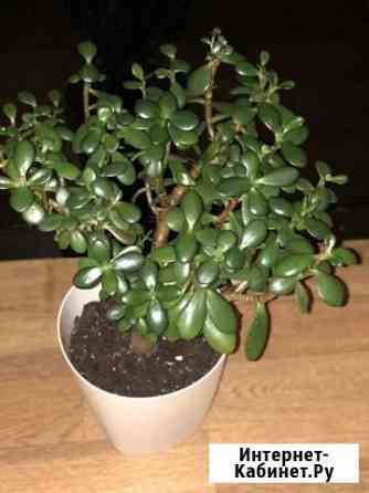 Толстянка (денежное дерево) Владимир