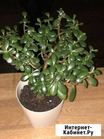 Толстянка (денежное дерево) Владимир - изображение 1