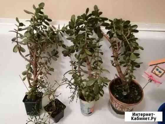 Дерево денежное, толстянка большие кусты Набережные Челны