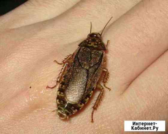Мраморный таракан(кормовой), добрый, воспитанный Керчь