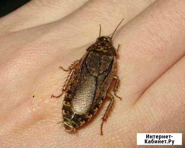 Мраморный таракан(кормовой), добрый, воспитанный Керчь - изображение 1