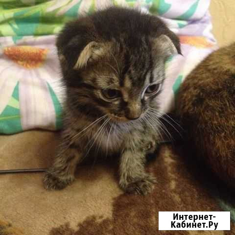 Котята Ессентуки - изображение 1