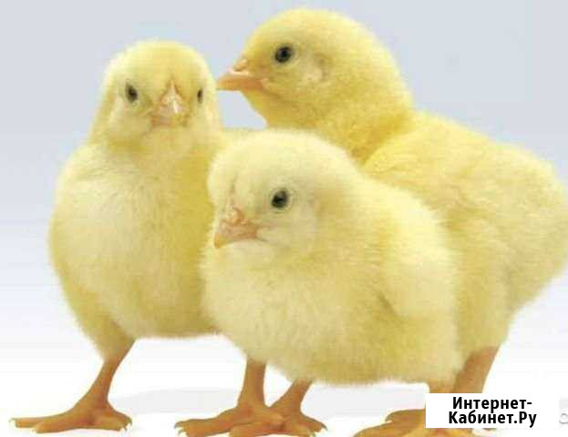 Суточные цыплята бролеры кооб 500 Сызрань - изображение 1