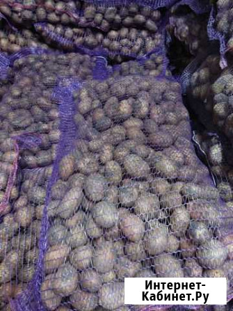 Продам картофель Павловская - изображение 1
