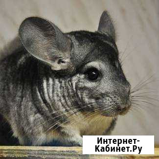 Шиншилла Рязань - изображение 1