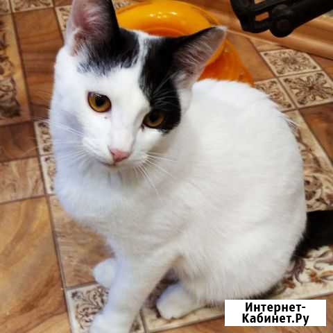 Котик Благовещенск - изображение 1