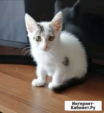 Котята Бугульма - изображение 1