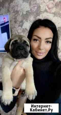 Бульмастиф Сочи