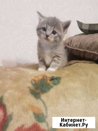 Котята Шотланцы Скоропусковский - изображение 1
