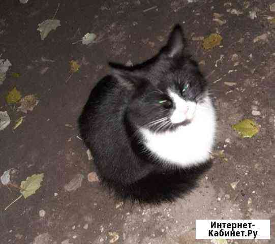 Котик в дар Орехово-Зуево